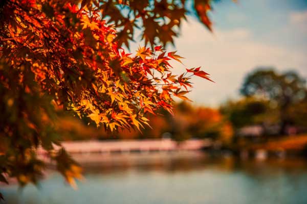 Shallow focus photography of a maple tree by a lake.