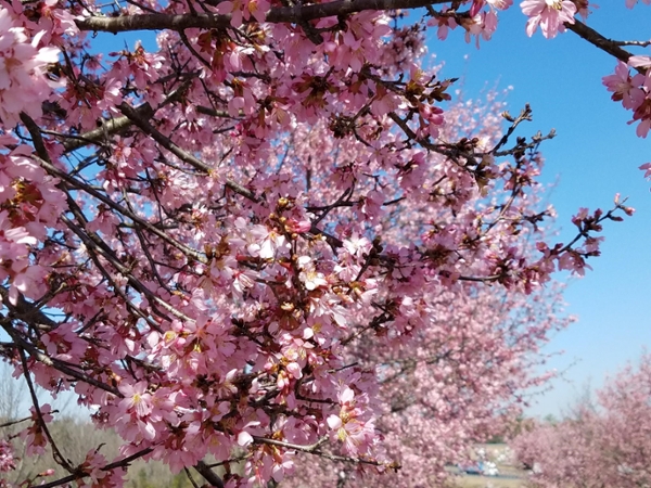 Cherry blossom trees in full bloom. 